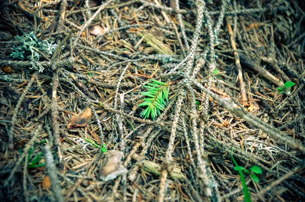 Brillante verde musgo macro disparo —  Fotos de Stock