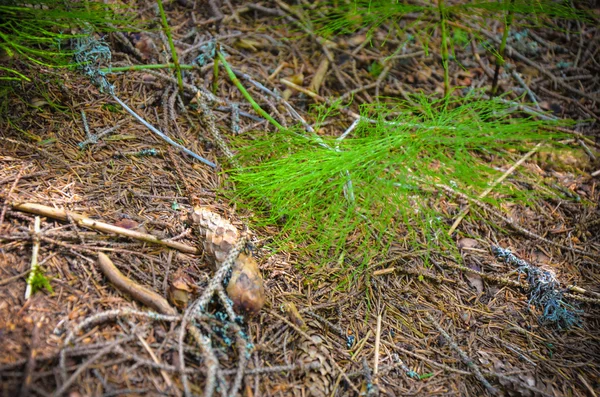 Parlak yeşil yosun makro pozu — Stok fotoğraf