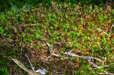Parlak yeşil yosun makro pozu