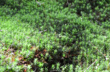 Parlak yeşil yosun makro pozu