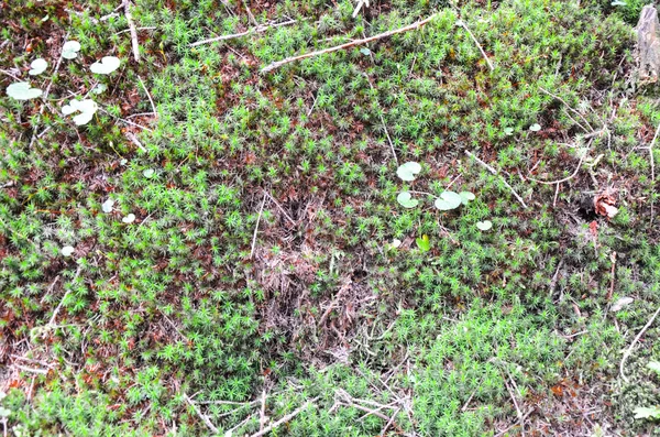 Bright green moss macro shot — Stock Photo, Image