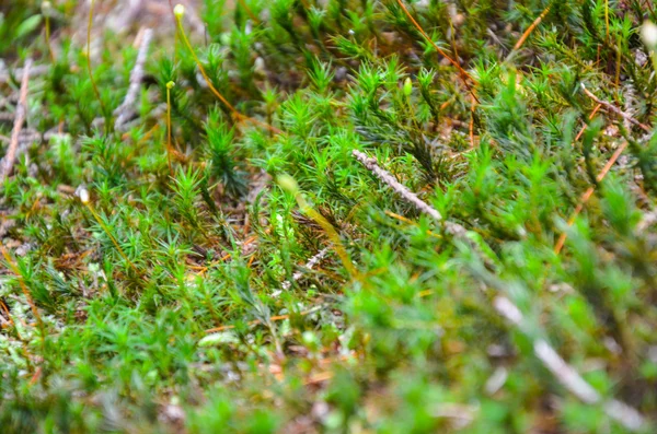 Bright green moss macro shot — Stock Photo, Image