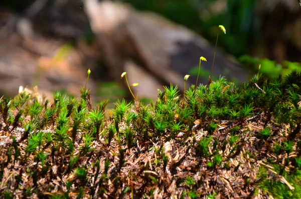 Φωτεινό πράσινο moss μακροεντολή πλάνο — Φωτογραφία Αρχείου