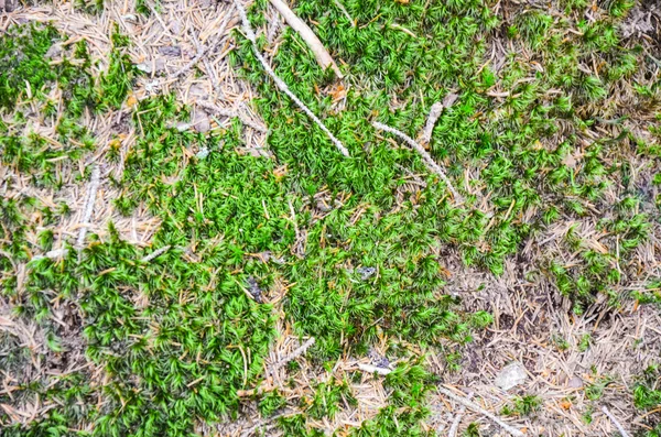 Bright green moss macro shot — Stock Photo, Image