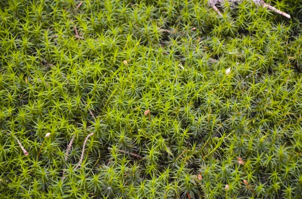 Ярко-зелёный мох — стоковое фото
