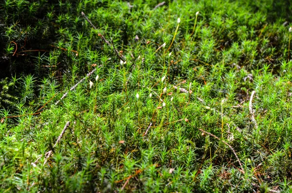 Bright green moss macro shot — Stock Photo, Image