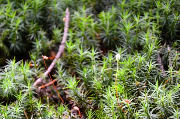 Parlak yeşil yosun makro pozu — Stok fotoğraf