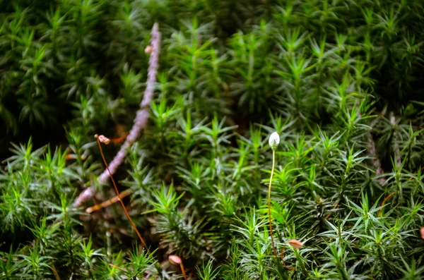 Mousse verte lumineuse macro shot — Photo