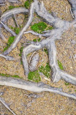 Ağaç kökleri ve yerde yosun