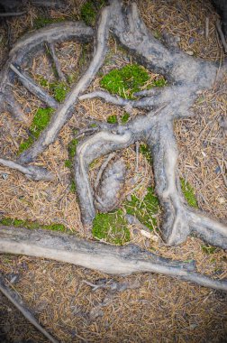 Ağaç kökleri ve yerde yosun