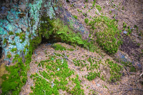 Raíces de árboles y musgo en el suelo — Foto de Stock