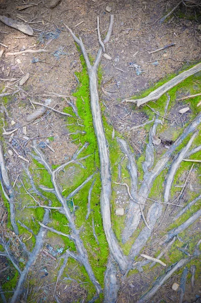 Ağaç kökleri ve yerde yosun — Stok fotoğraf
