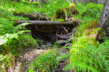 Güzel moss ve liken taş kaplı