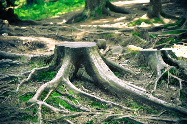 Ormandaki çürümüş ağaç gövdesi Stok Resim