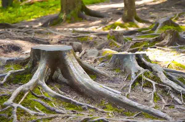 Rotting tree trunk in forest Royalty Free Stock Photos