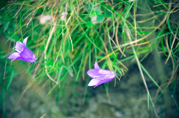Alpine bellflower i Karpaterna — Stockfoto