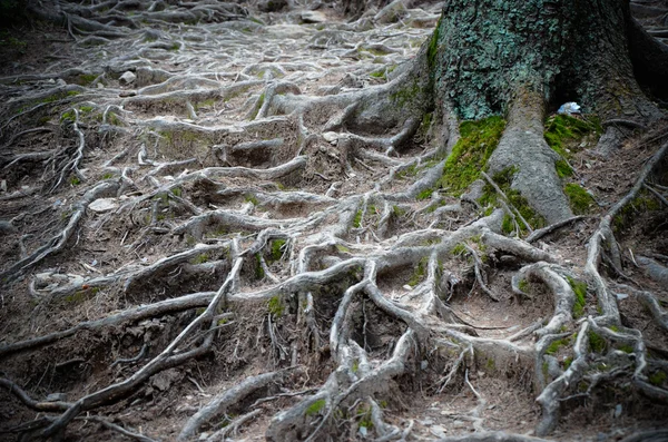 Racines d'arbres et mousse sur le sol — Photo