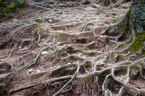 树根和苔藓在地面上 — 图库照片
