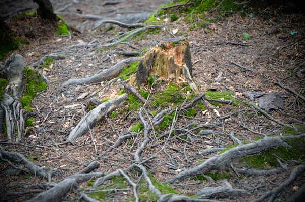 树根和苔藓在地面上 — 图库照片