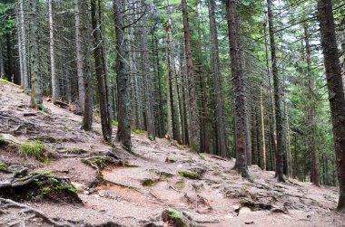 The roots and trees at Carpathian forest