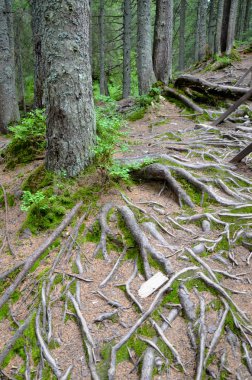 The roots and trees at Carpathian forest