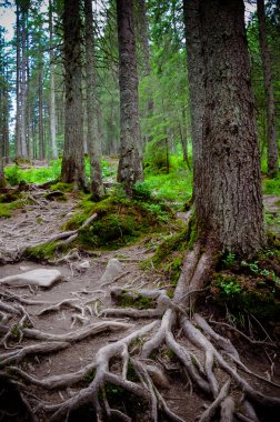 The roots and trees at Carpathian forest