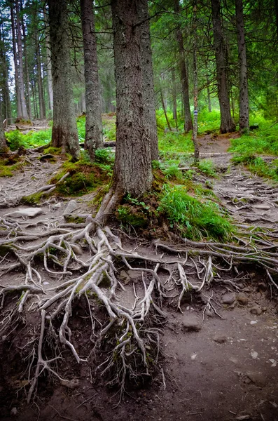 The roots and trees at Carpathian forest — Stockfoto