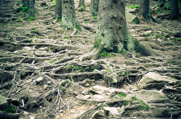 树根和苔藓在地面上 — 图库照片