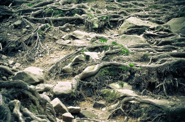 Raízes de árvores e musgo no chão — Fotografia de Stock