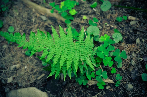 Felci e muschio verde. Cresce su terreni rocciosi . — Foto Stock