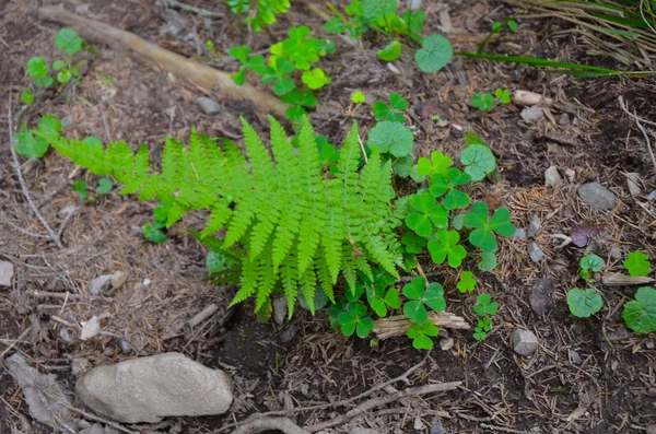 Felci e muschio verde. Cresce su terreni rocciosi . — Foto Stock