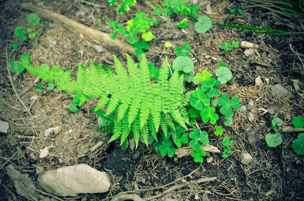 Felci e muschio verde. Cresce su terreni rocciosi . — Foto Stock