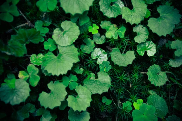Зелені невеликі лісові рослини текстура — стокове фото