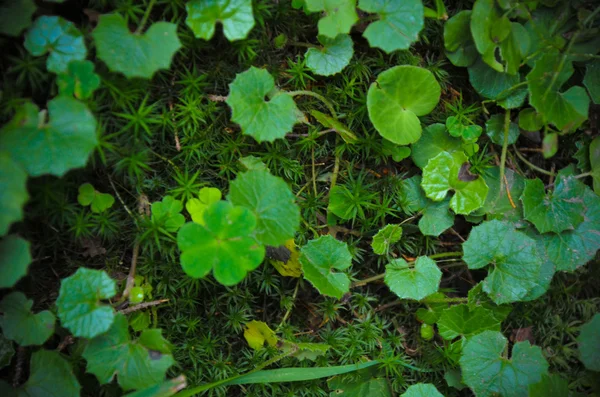 Grüne kleine Waldpflanzen Textur — Stockfoto