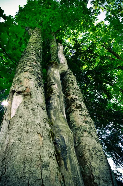 Trädstam, Gammal grön, vertikal foto — Stockfoto