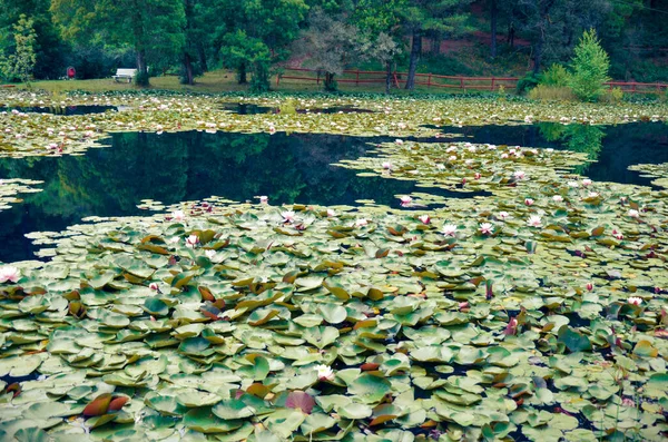 湖中的百合花，它的自然环境 — 图库照片