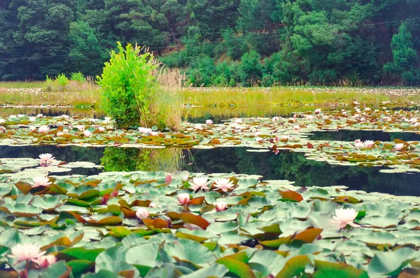 Lírios de água em um lago, seu ambiente natural — Fotografia de Stock