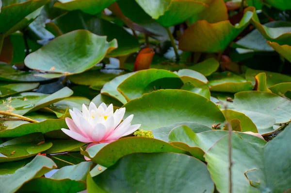 Flor de lótus branco e exuberante folhagem de lírio aquático na superfície da água do lago natural — Fotografia de Stock