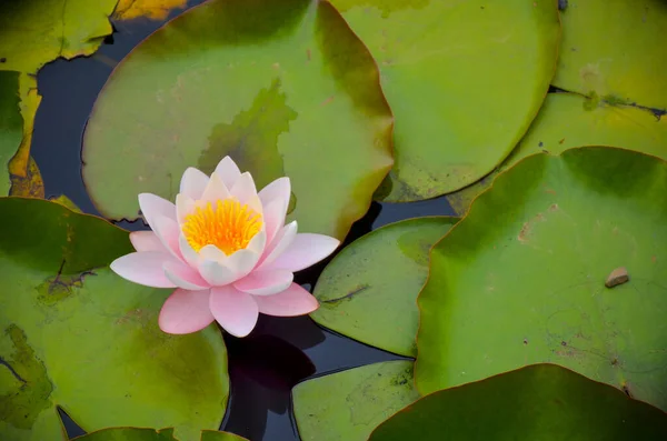 Closeup de um waterlily cor-de-rosa semi-aberto em uma lagoa cercada por folhas verdes da água — Fotografia de Stock