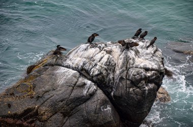 Okyanusun yanındaki kayalarda bir sürü Karadeniz kuşu var.