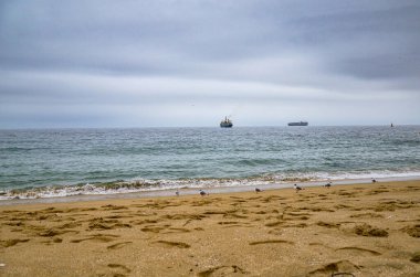 Pasifiğin sahilindeki martılar