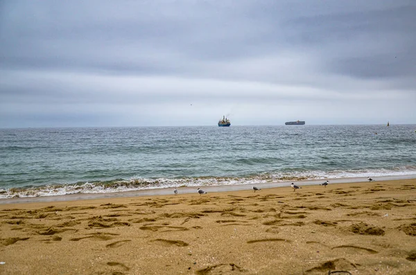 Pasifiğin sahilindeki martılar