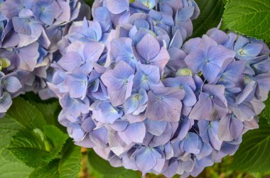 Ortanca çiçeğini mavi ve mor çiçeklerle kapat