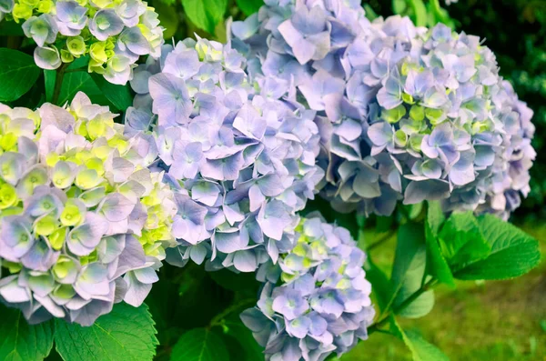 Primer plano de la flor de hortensia en flores azules y violetas —  Fotos de Stock