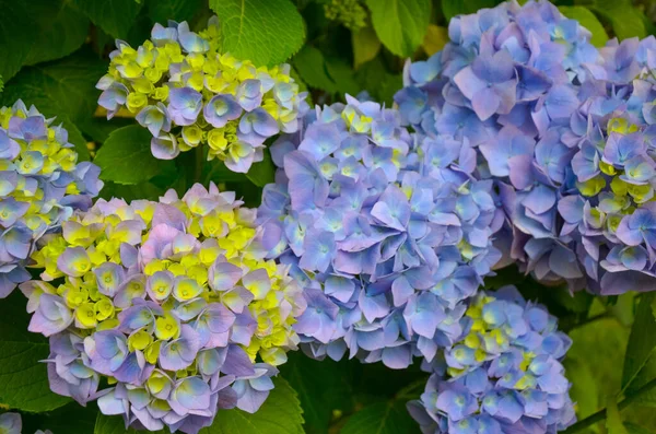 Primer plano de la flor de hortensia en flores azules y violetas —  Fotos de Stock