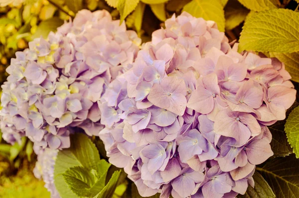 Primer plano de la flor de hortensia en flores azules y violetas —  Fotos de Stock