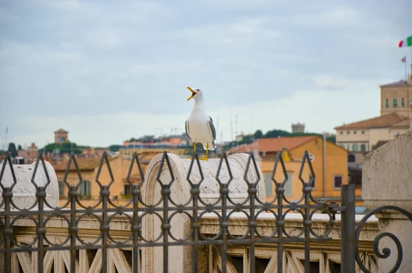 Gaivota nas perspectivas acima do centro histórico de Roma. Gaivota fica sobre os telhados de Roma — Fotografia de Stock
