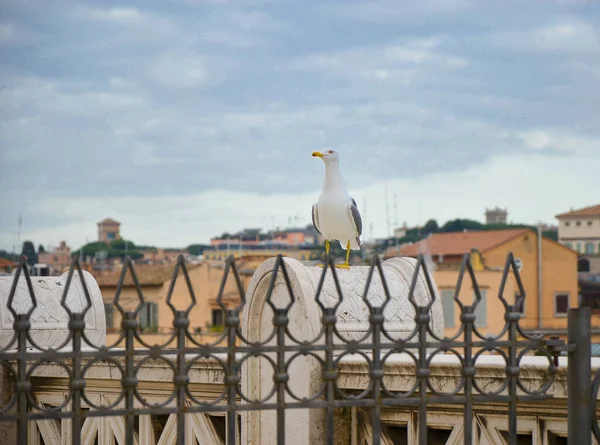 Gaivota nas perspectivas acima do centro histórico de Roma. Gaivota fica sobre os telhados de Roma — Fotografia de Stock