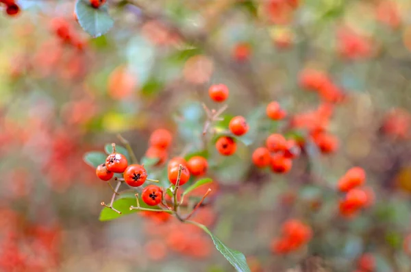 Firethorn Pyracantha coccinea bayas en la temporada de otoño. Bayas de piracantha anaranjadas, rojas o amarillas en otoño. — Foto de Stock