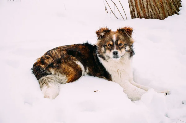 Junger glücklicher Hund liegt auf dem Schnee — Stockfoto